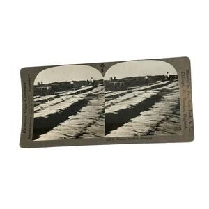 Norway Drying Codfish Fishing Stereoview 25674 145g Keystone View Company